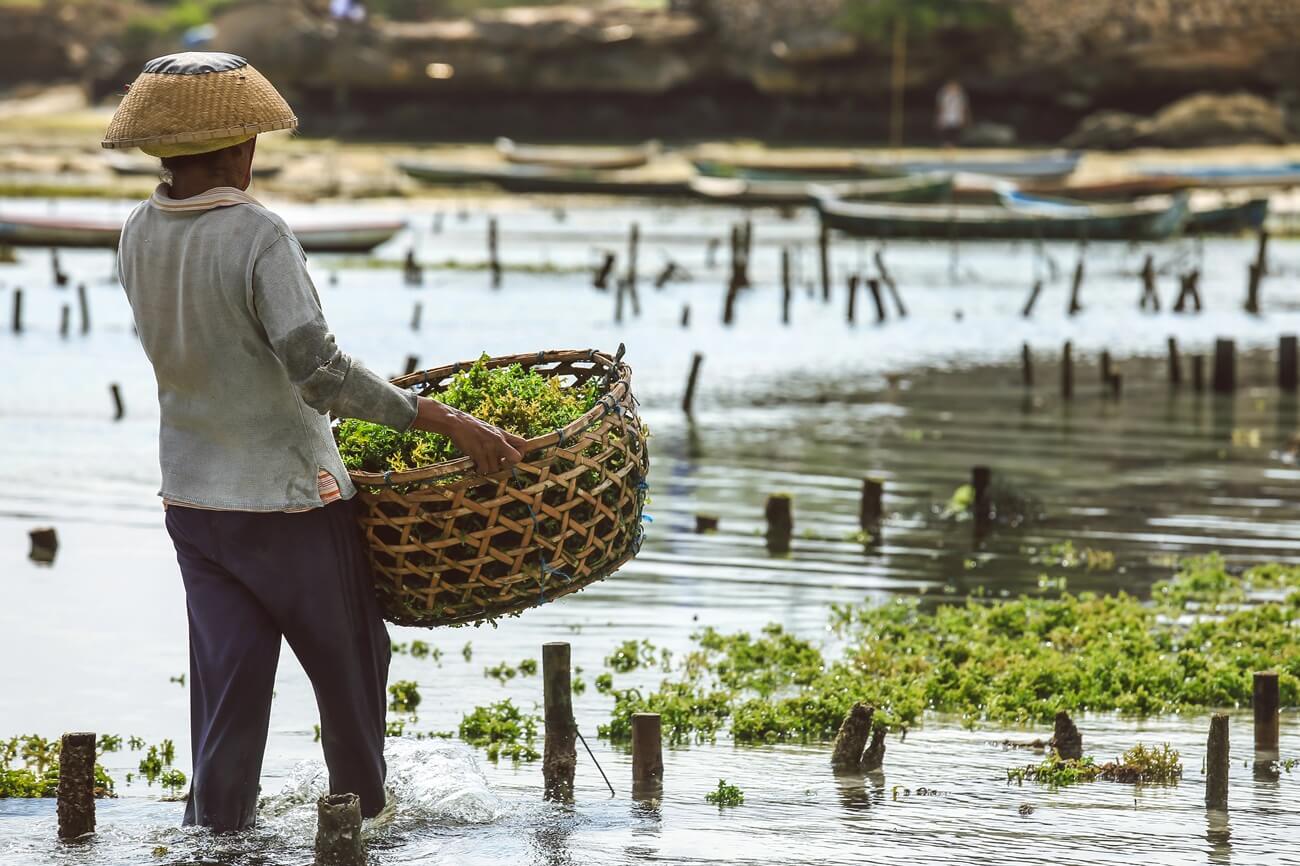 Seaweed farms in Bali: how they are grown and where to see them